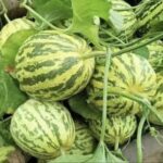 Image_20260417173727_503_4