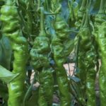 Image_20260417173732_506_4