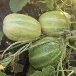 Image_20260417173741_511_4