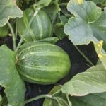 Image_20260417173742_512_4