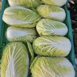 Image_20260417173747_515_4