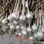 Image_20260417173756_520_4