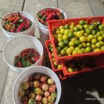 Image_20260417173758_521_4